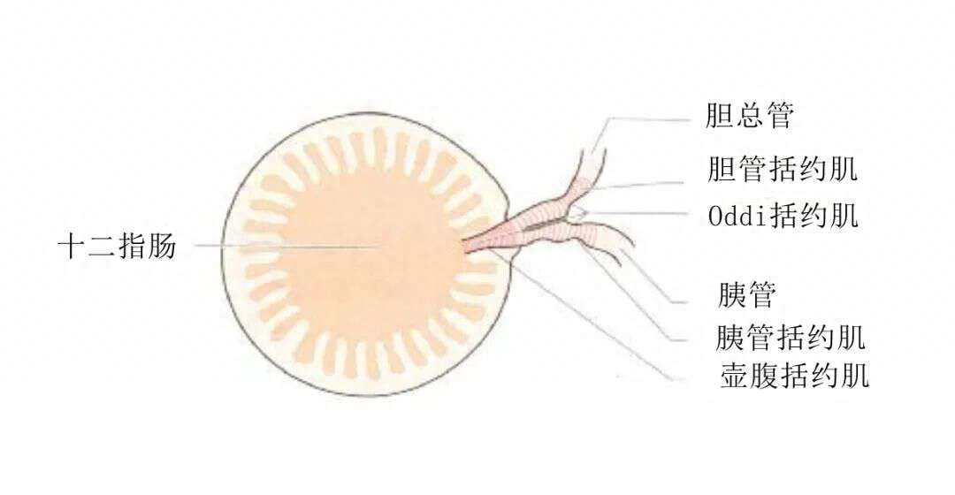 成都胆结石医院科普：胆囊虽小，你知道胆囊功能究竟有多重要吗？(图3)