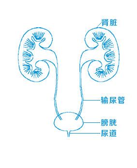 跳一跳就能排肾结石？别盲目跟风！这4种情况乱跳很要命(图2)